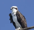 Osprey