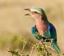 Roller