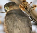 Accipitridae