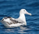 Wandering Albatross