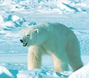 Oso polar