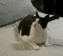 Mr. Tuxedo Pants