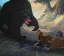 Bear