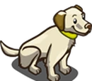 Yellow Lab