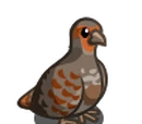 English Partridge