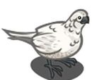 Arctic Partridge