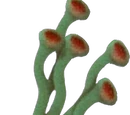 Malboro Vine
