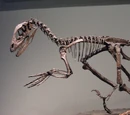 1989 in paleontology