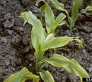 Iron deficiency