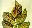 Magnesium deficiency