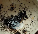 Grim