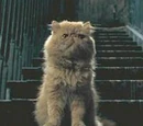 Kneazle
