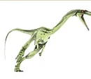 Coelophysis