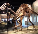 Parasaurolophus