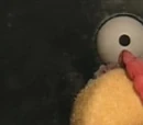 Taylor the Turkey