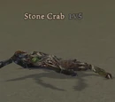 Stone Crab