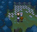 Pinwheel Forest