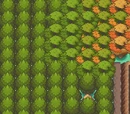Ecruteak City