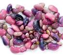 Scarlet runner bean