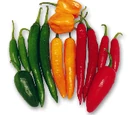 Chile pepper