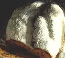 Dresdner Weihnachtsstollen