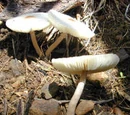 Mushroom