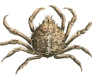 Spider crab