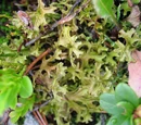 Iceland Moss