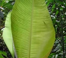 Banana leaf