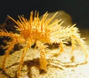 King crab