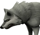 Wolf (level 60)