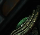 Zeratul