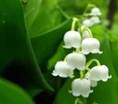 Lily of the valley