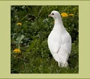 Dove