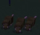 Rats