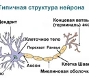 Миелин