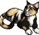 Dappletail