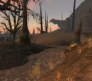 Wyrmbog