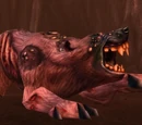 Ursoc