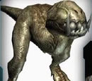 Blind Wolf