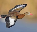 Anseriformes