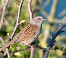 Dunnock