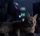 Jones (cat)