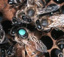 Abeja reina