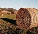 The Thing that Stalks the Fields