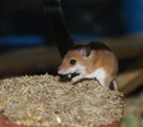 Mouse (3.5e Monster)