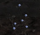 Node: Cotton