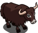 Indian Yak