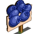 Blueberry