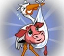 Pink Calf